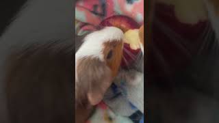 Autumn Apple Heart ❤️🍎 #shorts #guineapigs  #apples #fall #spreadloveandhappiness #autumn
