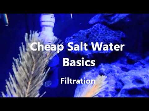 cheap salt water basics
