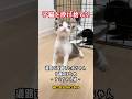 投げ捨てられた子猫の１週間💨 キジ白ナミちゃん編🐱 | ねこせん