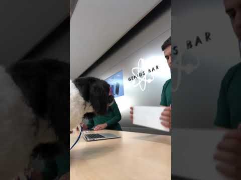 וִידֵאוֹ: כיצד אוכל לקבוע פגישה עם Apple Genius Bar?