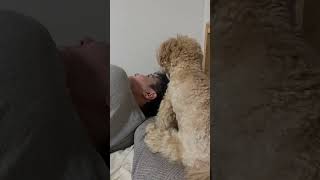 Dog Reminds Owner It's Late to Eat