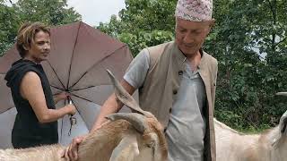 चार बर्षको खसी ११२ र ११६ केजिको छोराको बिहे भोजको लागि पाल्नु भएको बुवाले