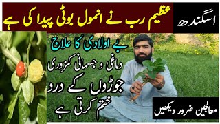 Asgandh nagori ke fayde ||ashwangandha health benifits in hindi/urdu ||اسگندھ ناگوری کے فائدے  ||