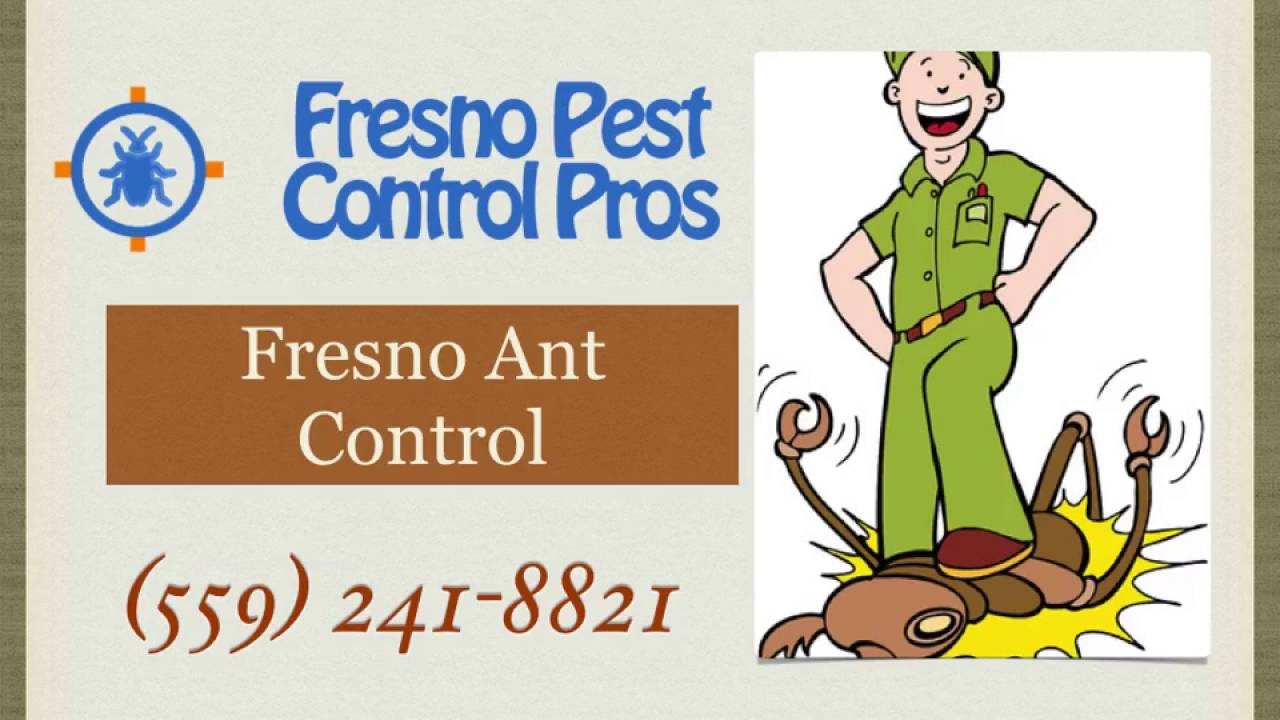 Fresno's Ant Control Service Fresno Pest Control Pros YouTube