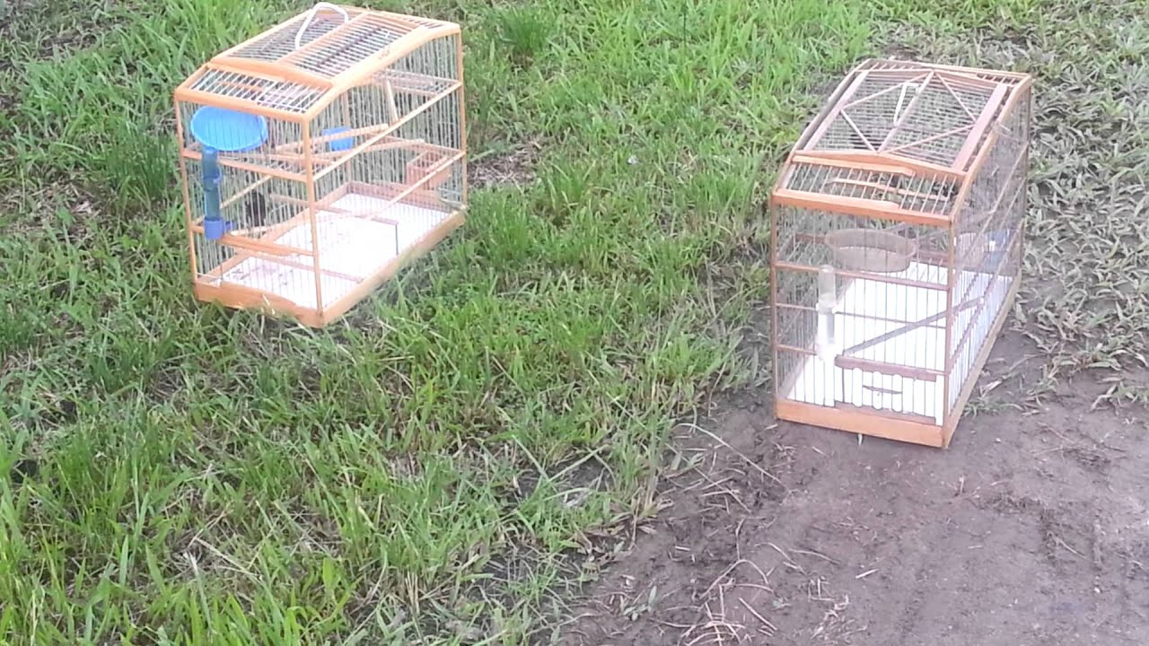 trinidad bullfinch.mp4 