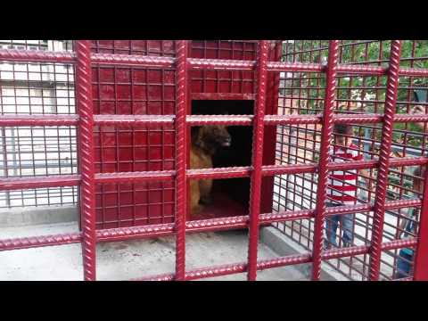 თამაზ ელიზბარაშვილის ძაღლების  თავშესაფრი