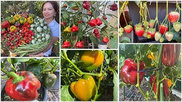 Thu hoạch cà pháo , ớt chuông, dâu tây, đậu đũa sau vườn ở Úc