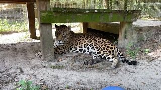 Beacher the Savannah cat is moving home from Funcation at Big Cat Rescue 06 09 2022!