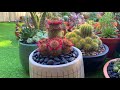 Succulent Arrangement and Repotting Beautiful Cactus in one Video