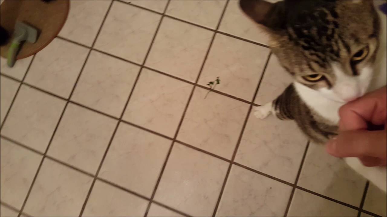 Cute cat stands up for treat