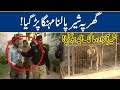 Watch: Illegal lion keepers arrested | Lahore News HD