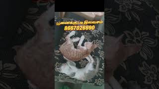 Subscribe Free Cat / door delivery Free/ Call me 8667026990