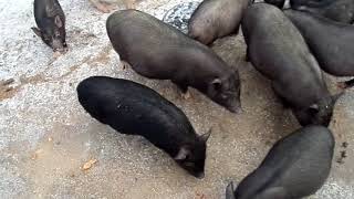 мои вьетнамские свиньи