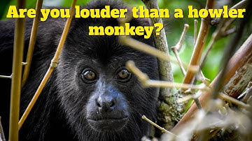 Are You Louder Than a Howler Monkey?