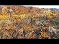 Incredible Survival Bird Trap Idea #MauntainChukarHunting