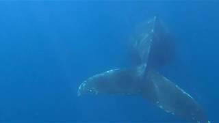 Humpback Feeds on Fish in Newport Beach, California