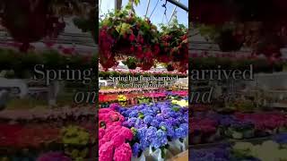 Spring Has Sprungdiscoverlongisland