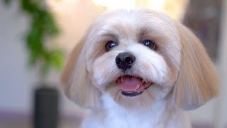 Cute Lhasa apso First Baby Style Haircut✂❤