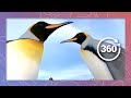 A Day in the Life: King Penguin | Wildlife in 360 VR