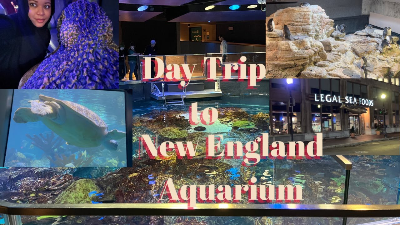 Day Trip to New England Aquarium Legal Sea Food YouTube