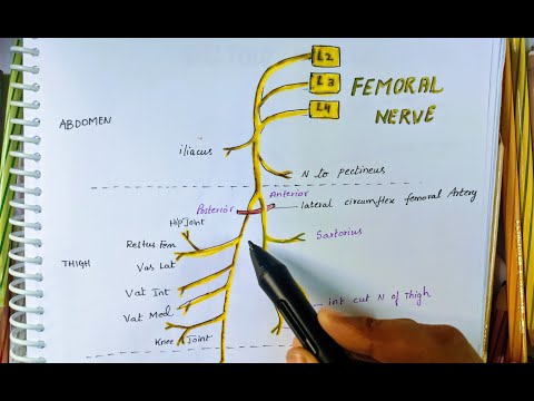 Video: Femoral Nervanatomi, Funksjon Og Diagram - Kroppskart