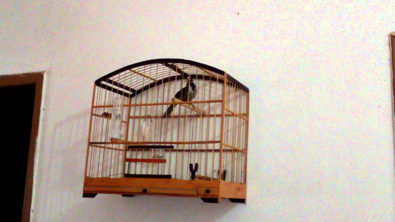 Canto De Trinca Ferro Tio João Pedro Boi Trinca Ferro Canto Da Benca Seu Tio Joao Youtube