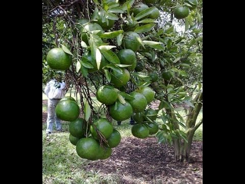 Cara mudah TOT pokok limau nipis - YouTube