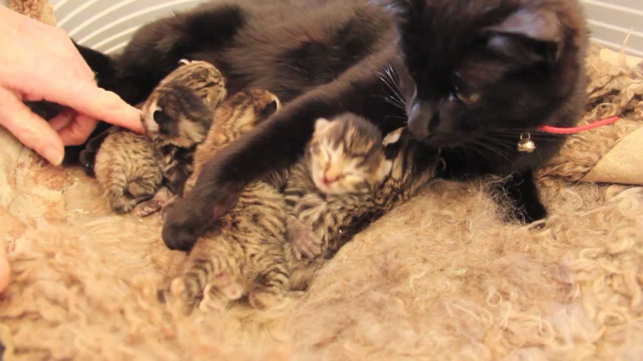 5 day old Kittens - These little baby 