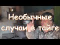 Необычные случаи в тайге