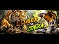 ⚔️ Tiger vs Cobra 🐍 | The Most Intense Jungle Fight! 😳 #trending #viral #wildlife #viralvideo