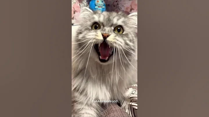 Video 10893381: meow cute, funny cat