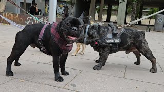 [4K ASMR] ? 4 French Bulldogs ? in Poblenou, Barcelona ?? Spain ? Morning Walking July 26 Wednesday