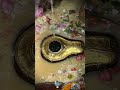 Bhutnath Baba Kolkata #viral #mahakalstatus #mahadev #reels #trending