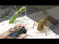 瘦螳螂 VS 胖螽斯 VS 強壯鞭蠍！Thin Mantis vs fat katydid vs strong whip scorpion