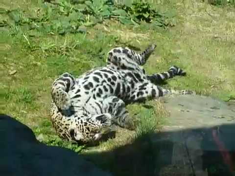 Leopard at the Stoneham Zoo MA