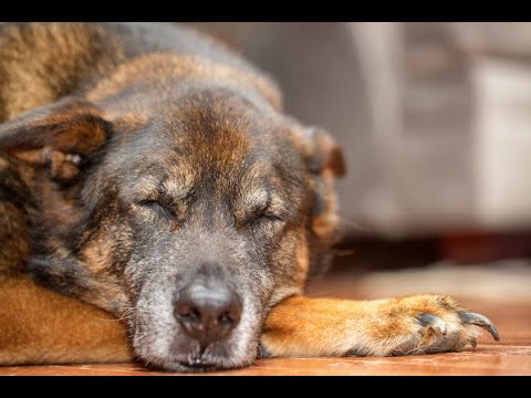 Vidéo: Adoption d'animaux domestiques adultes