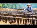 Leech farming technique  how chinese farm and consume billions of leech  leech processing