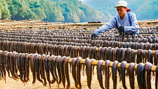 Leech Farming Technique  How Chinese Farm and Consume Billions of Leech  Leech Processing