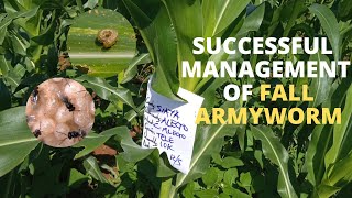 Maize Farmer Successfully Use Natural Enemies (Parasitoids) to Manage Fall Armyworm in Kenya | PT2