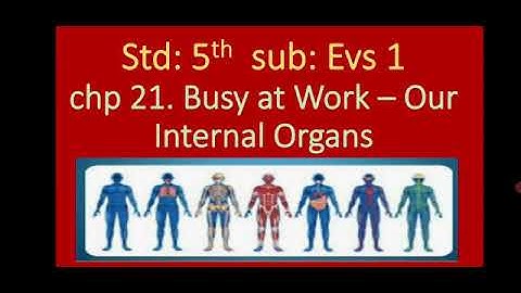 class 5. EVS.1.l.no. 21 Busy at work our internal organs