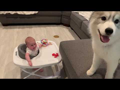 Baby Laughs at Dog Running On Couch - 1193658