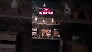 cari bandangan #burung #pecintamerpati #bandangan #merpati #bird #pigeon #lapakmerpati