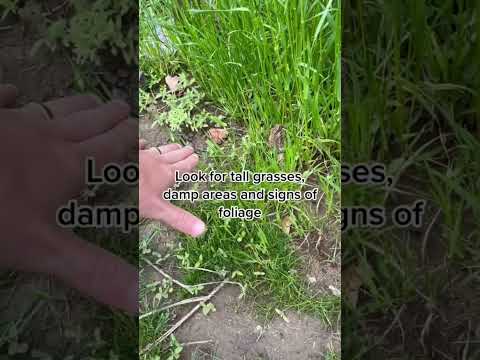 Tips for morel