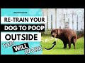 Retrain your adult dog  to potty  outside the house ii dog potty training ii monkoodog