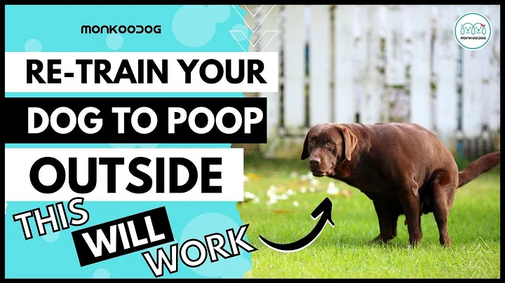 RE-Train Your Adult Dog 🐩 to Potty 💩 outside the house. II Dog Potty Training II Monkoodog - DayDayNews