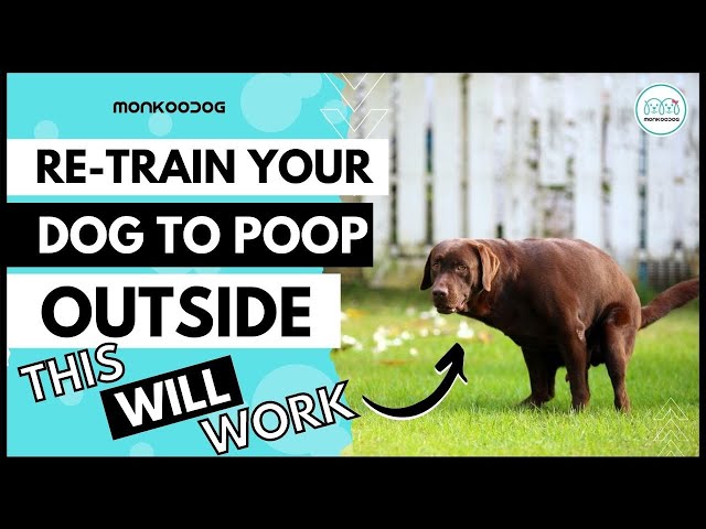 Re-Train Your Adult Dog 🐩 To Potty 💩 Outside The House. Ii Dog Potty  Training Ii Monkoodog - Youtube