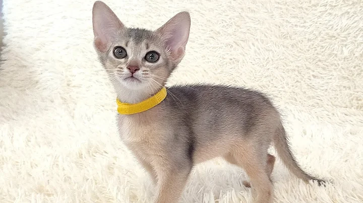 Watch the video about Very beautiful Abyssinian kittens hunting a bird.