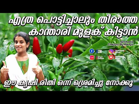 ഇനി എന്നും കാന്താരി വിളവെടുക്കാം| കാന്താരി കൃഷി അറിയേണ്ട കാര്യങ്ങൾ| അടുക്കളത്തോട്ടം|malayalam krishi