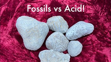 Fossils! | Putting Coral Fossils in Acid!