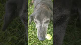 Yard time with Buster, Walter and Boom Boom | ♥ | Pet Friendly